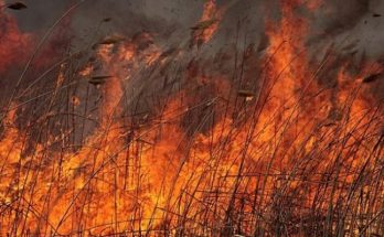 пожары в Запорожской области