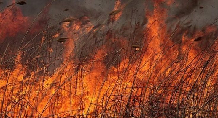 пожары в Запорожской области