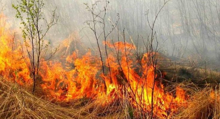 штрафы за поджог травы