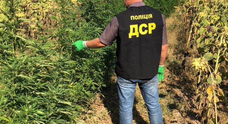 каннабиса