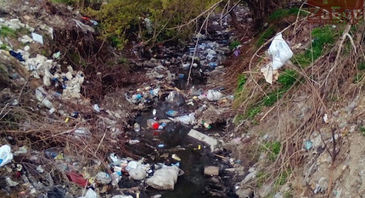 гибнут птицы