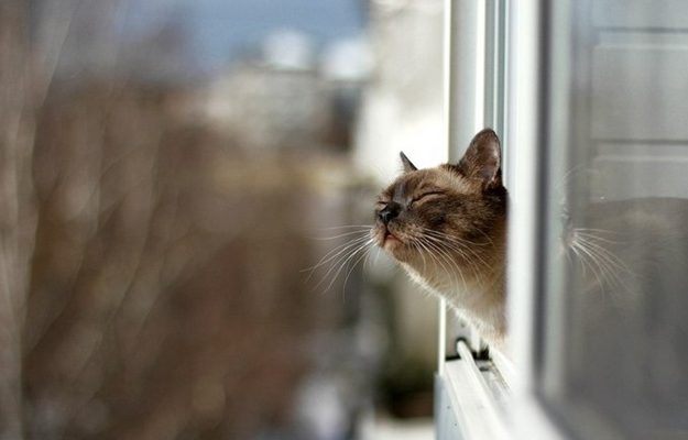 погода запорожье