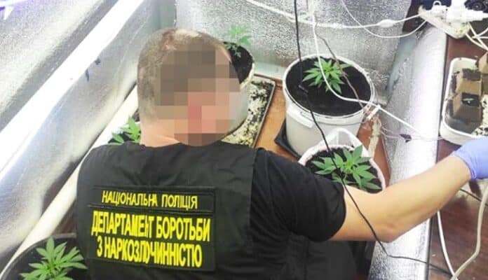 конопляную теплицу