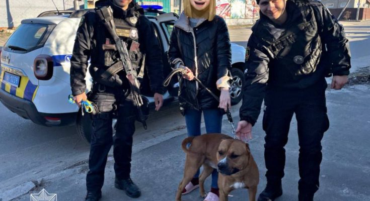 загублену собаку