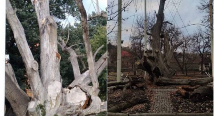 700-річний Запорізький дуб