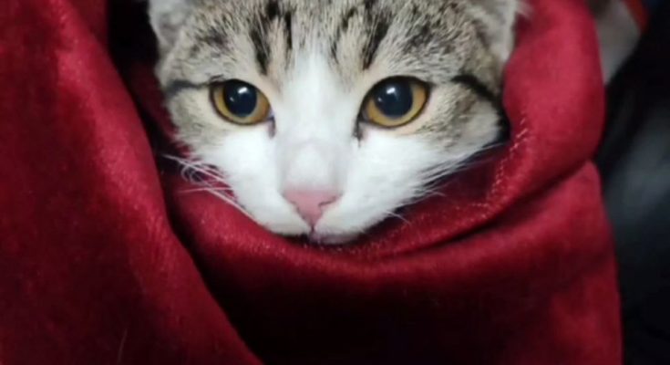 працівники ДСНС врятували кошеня