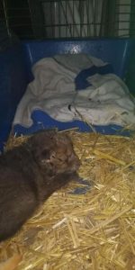 маленьке лисеня