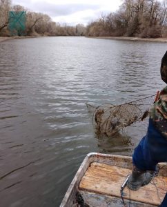 вбивають червонокнижних видр