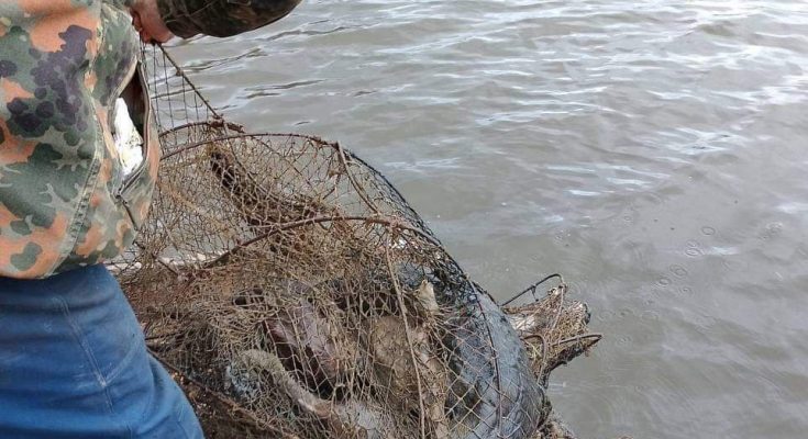 вбивають червонокнижних видр
