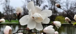 Дубовому гаю