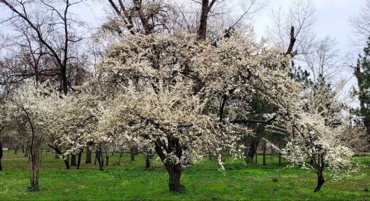 Дубовому гаю