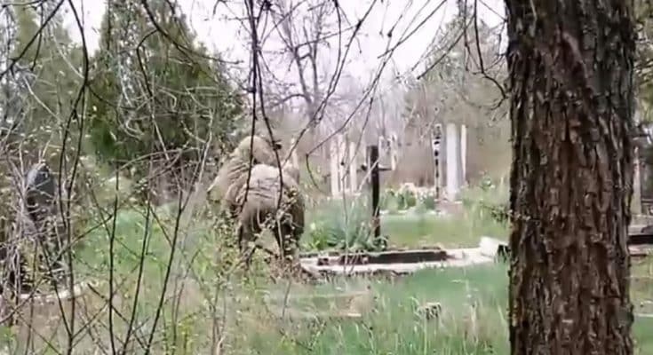розкопують могили та обкрадають