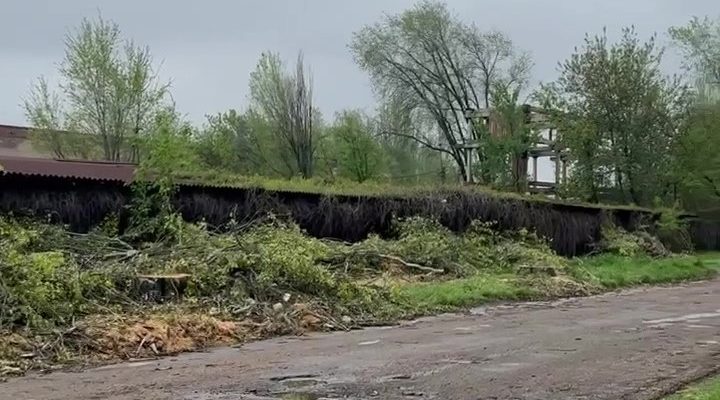 знищують здорові дерева