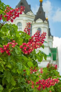 квітнуть червоні каштани