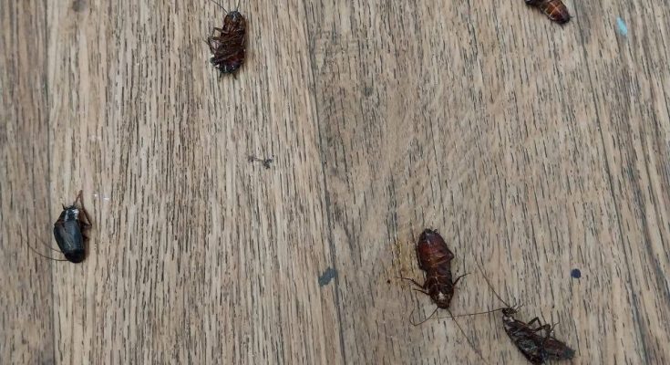 нашестя купи тарганів