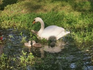 з’явилася чудова малеча