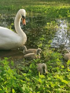 з’явилася чудова малеча