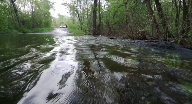 підтоплення лісу у плавнях