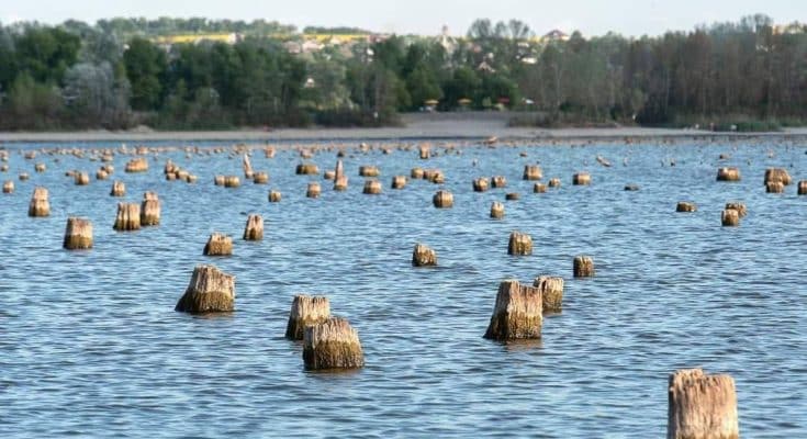 Цілий ліс пеньків