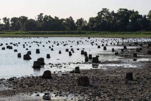 Цілий ліс пеньків