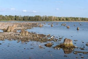 Цілий ліс пеньків