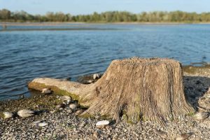 Цілий ліс пеньків