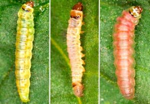 Томатна міль