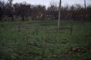 гриби