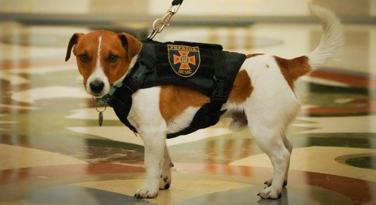 пес Патрон