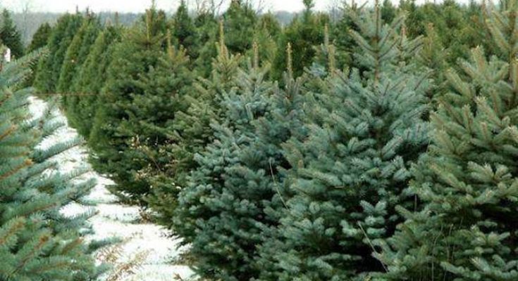 за незаконну вирубку