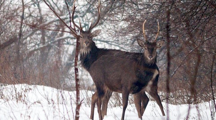 плямистих оленів