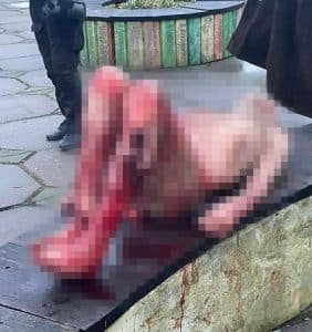 безпритульних собак