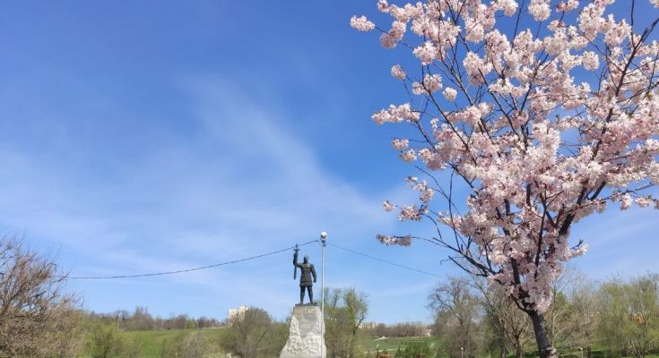 розквітлими сакурами