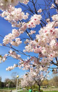 розквітлими сакурами