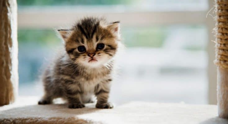 кошеня