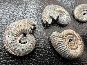 останки молюсків
