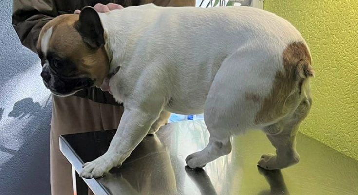 чотирилапого друга