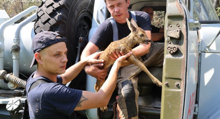дику косулю