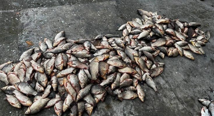 постануть перед судом