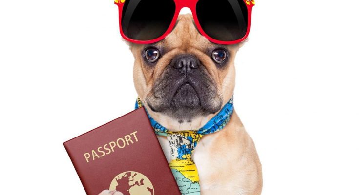 домашніх тварин