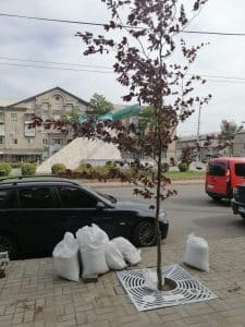 буків