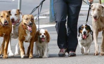 офіційних зон