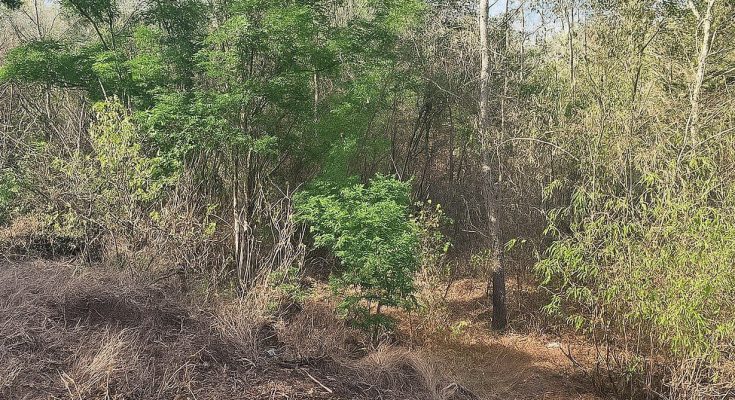 сміттєзвалищ