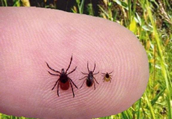 активізувалися кліщі